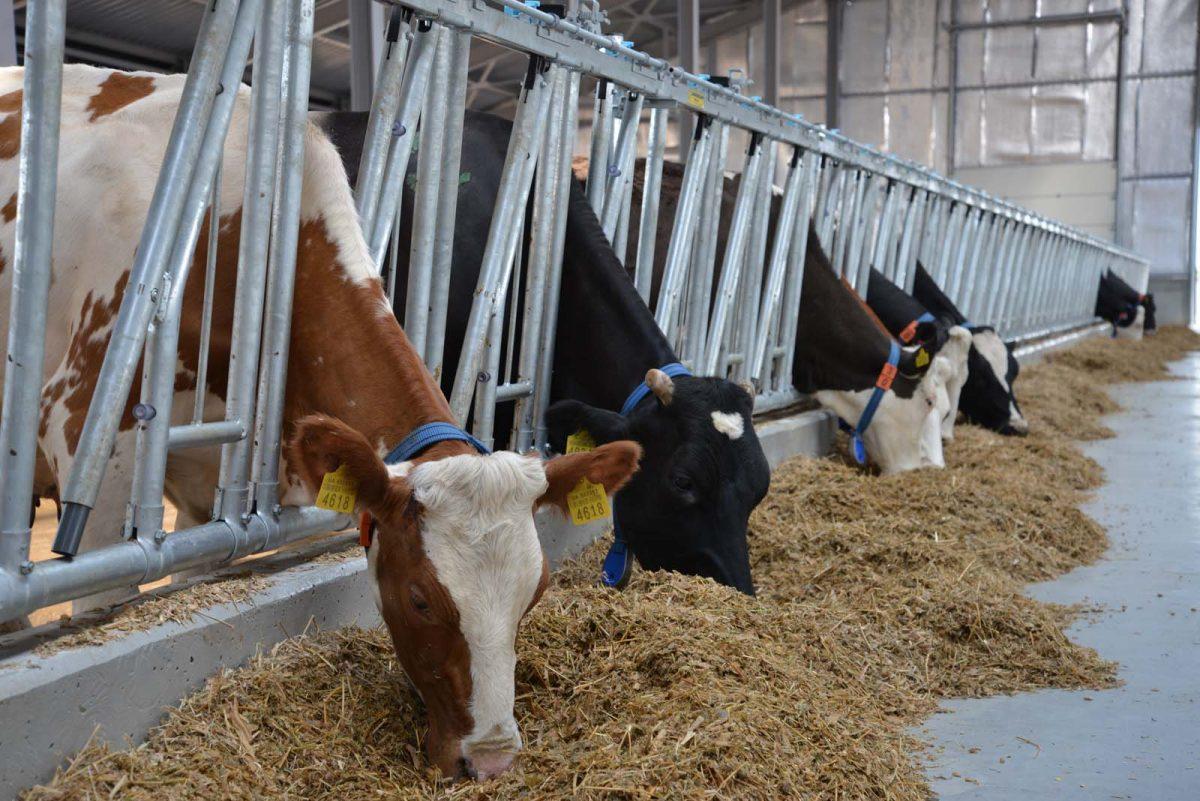 Стаття На Львівщині відкрили п’ять сімейних молочних ферм Ранкове місто. Донбас