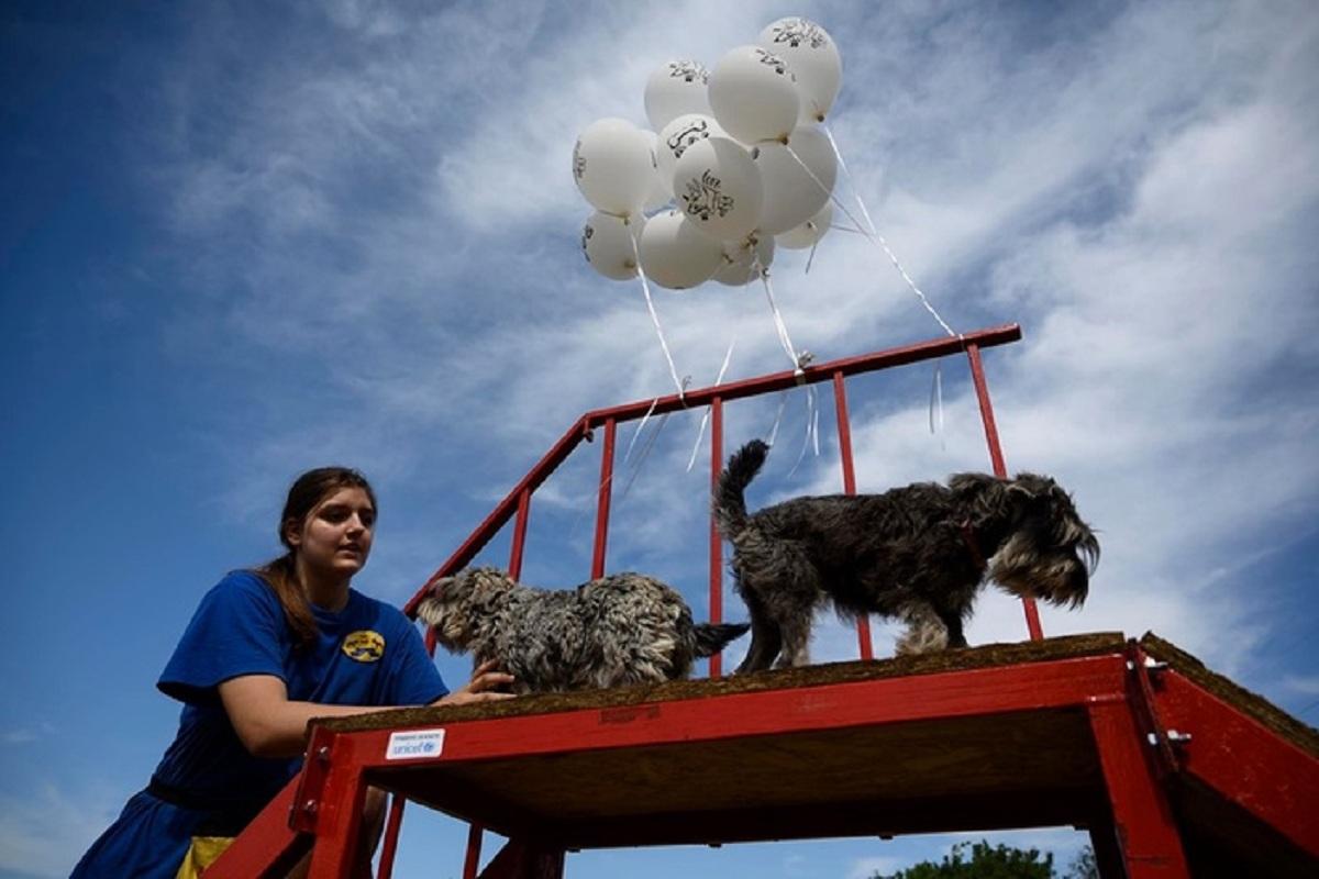 Стаття Молодь Маріуполя створила перший в місті майданчик для вигулу собак Ранкове місто. Донбас