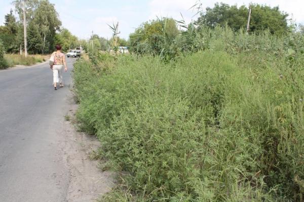 Стаття Аллергия близко: как бороться с карантинной амброзией? Ранкове місто. Донбас