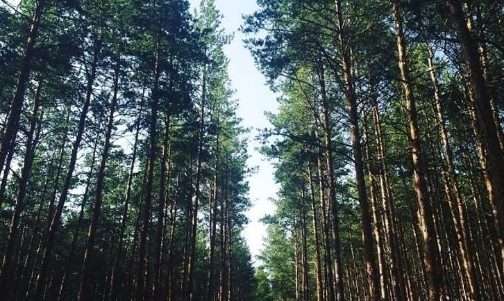 Стаття На Донеччині заборонили відвідувати ліси під час надзвичайної спеки Ранкове місто. Донбас
