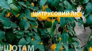Стаття Лісівники виростили лимонний ліс посеред сосен на Черкащині Ранкове місто. Донбас