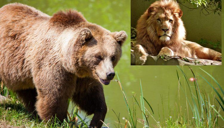 Стаття Конфискованных Минюстом медведей и львов подарили Национальным паркам Ранкове місто. Донбас