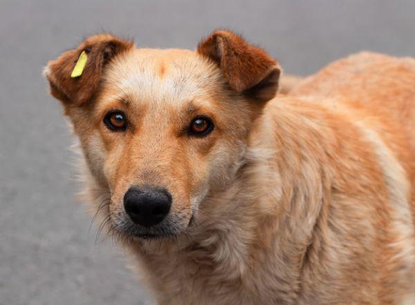 Стаття «Ветеринары без границ» будут стерилизовать бездомных собак в Лисичанске Ранкове місто. Донбас