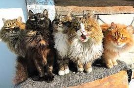 Стаття Власти Краматорска признали уличных котов частью экосистемы города Ранкове місто. Донбас