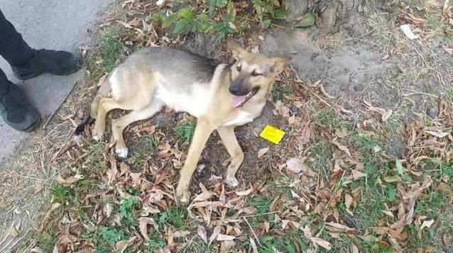 Стаття В Борисполе патрульные нашли водителя, который у них на глазах сбил собаку Ранкове місто. Донбас