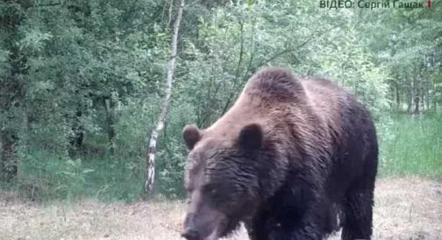 Стаття Впервые за 100 лет в Чернобыльскую зону вернулись медведи Ранкове місто. Донбас