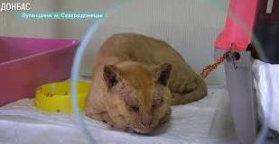 Стаття В северодонецком отеле для котов принимают питомцев, пострадавших от пожара: видео Ранкове місто. Донбас