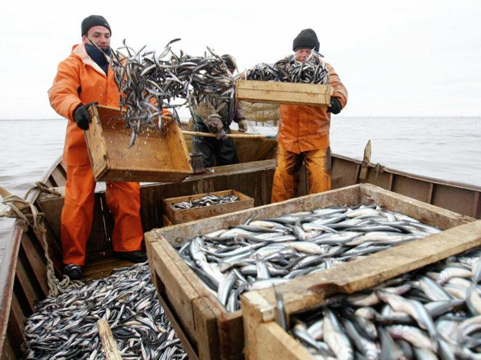 Стаття Оккупанты украли у Украины 108 единиц рыболовного флота Ранкове місто. Донбас