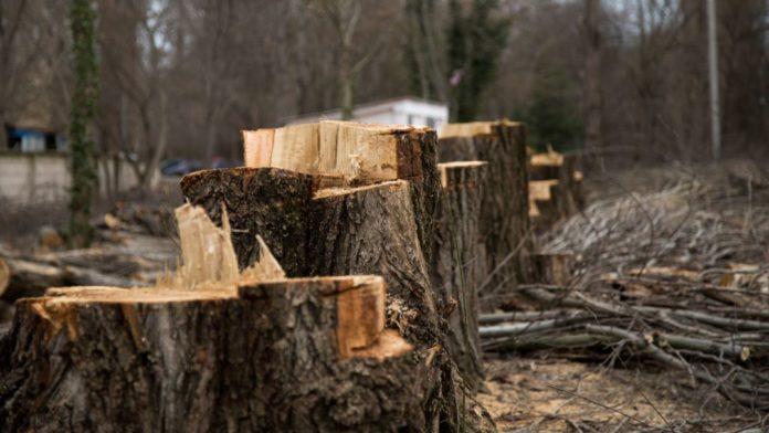 Стаття В оккупированном Севастополе вырубят более ста здоровых деревьев Ранкове місто. Донбас