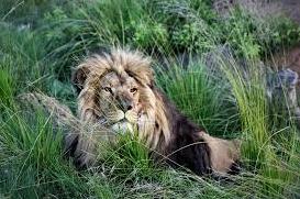 Стаття Про життя врятованого з покровського «зоопарку смерті» лева створили дитячу книжку Ранкове місто. Донбас