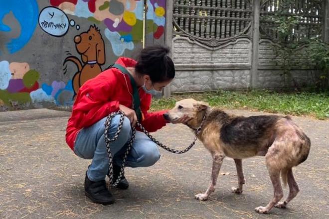 Стаття В Бородянці 25% безпритульних тварин – колишні домашні улюбленці Ранкове місто. Донбас