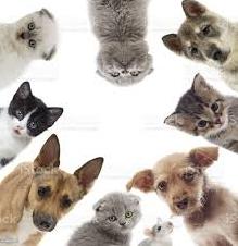 Стаття Всемирный день домашних животных: что это за праздник и почему его отмечают 30 ноября Ранкове місто. Донбас
