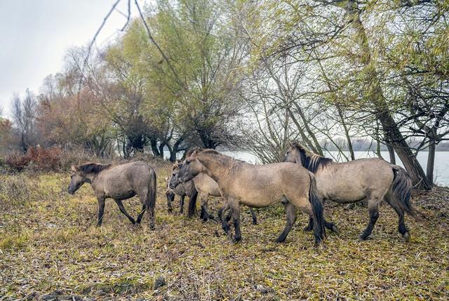 Стаття В дельте Дуная поселили диких лошадей Ранкове місто. Донбас