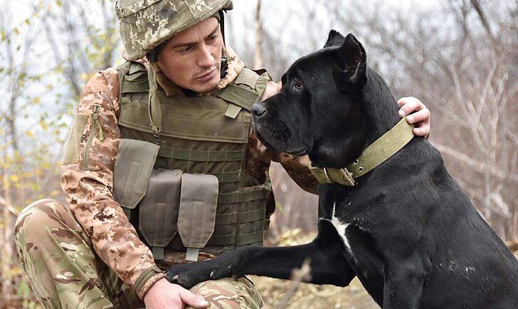 Стаття «Вірні супутники на «нулі», — на Донбасі поруч з військовими служать собаки елітної породи Ранкове місто. Донбас