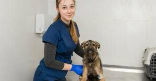 Стаття В Краматорске создадут стерилизационный центр для бездомных животных Ранкове місто. Донбас