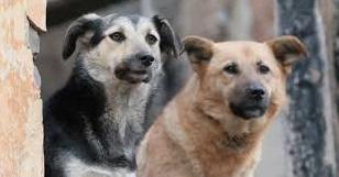 Стаття В Волновахе на Донетчине жители создали петицию по созданию приюта для животных Ранкове місто. Донбас