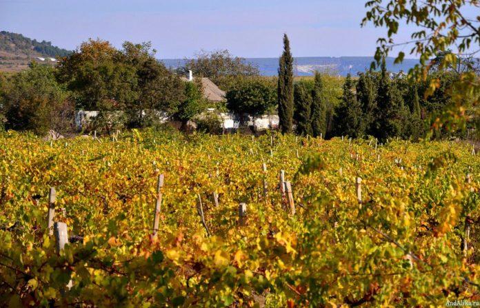 Стаття В связи с расширением заселенной местности заниматься выращиванием винограда станет невозможно Ранкове місто. Донбас