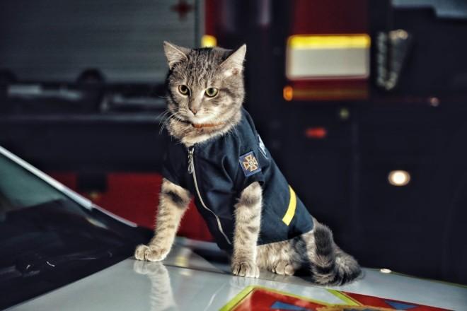 Стаття Незвичайний рятувальник. Безпритульне кошеня дослужилось до звання майора в ДСНС Ранкове місто. Донбас