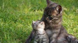 Стаття Мама всегда заботится о своем ребенке, даже если это мама-кошка Ранкове місто. Донбас