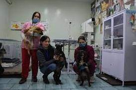 Стаття В Мариуполе волонтеры спасли жизнь раненой собаке Ранкове місто. Донбас