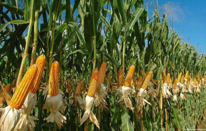 Стаття Кукуруза, рис, соя: что больше не растет в Крыму из-за оккупации Ранкове місто. Донбас