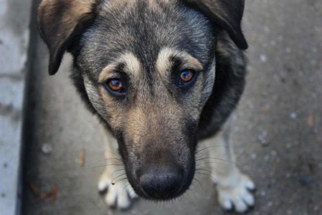 Стаття Під Києвом жорстоко познущалися над собакою - нелюдів вже шукають: відео Ранкове місто. Донбас