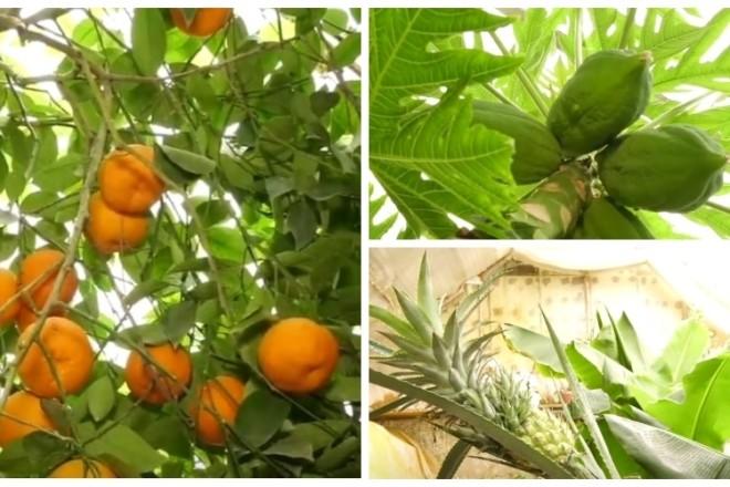 Стаття Під Києвом чоловік вирощує банани, папайю та іншу екзотику (ВІДЕО) Ранкове місто. Донбас