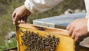 Стаття Учительница, врач и экономистка: как женщины развивают пчеловодство на Донбассе Ранкове місто. Донбас