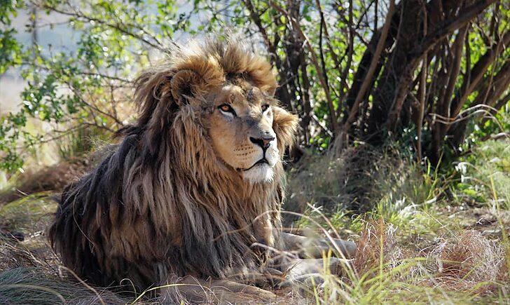 Стаття «Кожного дня почуваються все краще»: як в Африці живуть леви з покровського «зоопарку смерті». Фото Ранкове місто. Донбас