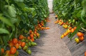 Стаття Кооператив «Овощи Станичников» из Луганщины обеспечивает овощами три области по Украине Ранкове місто. Донбас