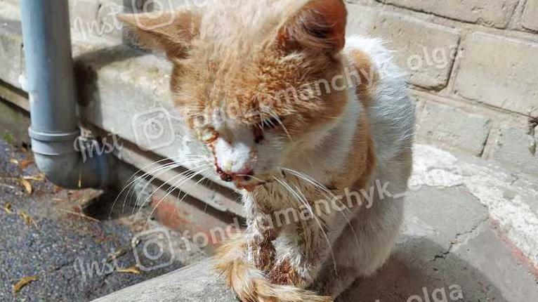 Стаття Ударами сломали челюсть: в Днепре жестко избили кота Рыжика Ранкове місто. Донбас