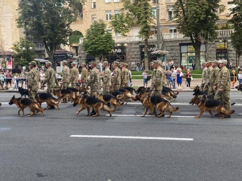 Стаття Другий день соцмережі зачаровані песиками, що братимуть участь в параді Ранкове місто. Донбас
