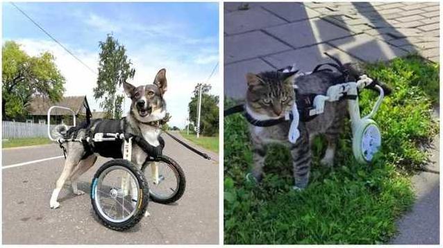 Стаття Второй шанс на жизнь: украинская компания делает инвалидные коляски для травмированных животных Ранкове місто. Донбас
