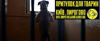 Статья Більше тисячі врятованих у Києві собак можуть знову опинитися на вулиці Утренний город. Донецк
