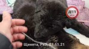Стаття В Киеве неравнодушные люди спасли щенят, обреченных на жестокую смерть: фото и видео Ранкове місто. Донбас