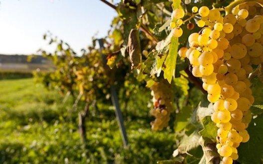 Стаття Не созреют: непогода в Крыму уничтожила виноградники Ранкове місто. Донбас