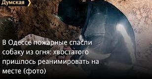 Стаття В Одессе пожарные спасли собаку из огня: хвостатого пришлось реанимировать на месте Ранкове місто. Донбас
