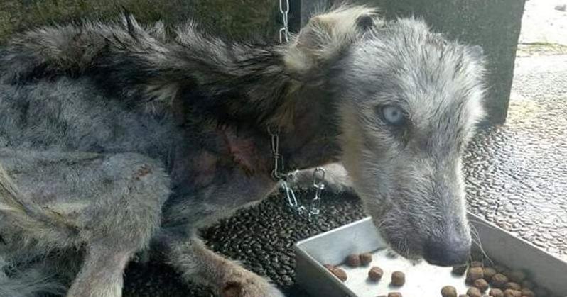 Стаття У Ботсаду Гришка жінка-охоронець рятує 48 собак та вовчицю, яких кинули люди Ранкове місто. Донбас