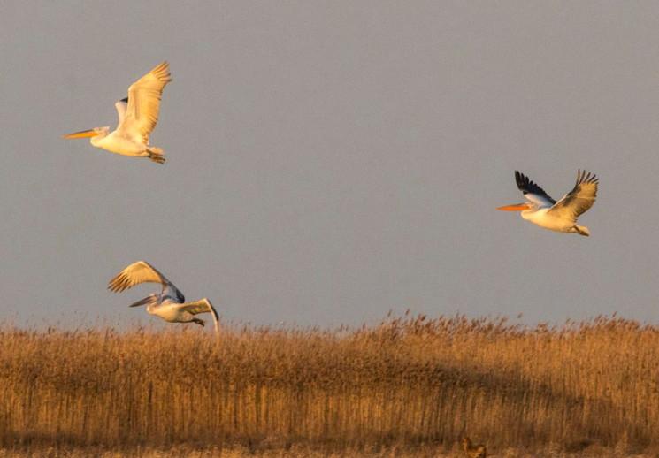 Стаття В Одесскую область прилетели редкие пеликаны Ранкове місто. Донбас