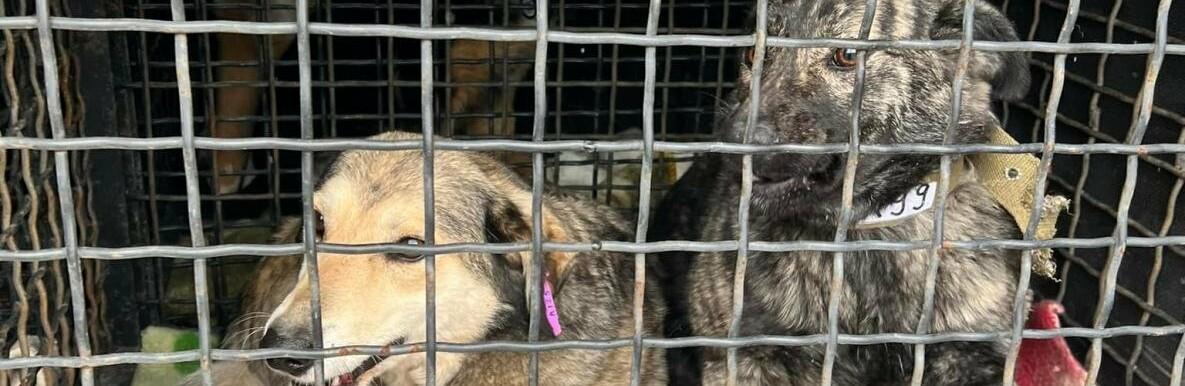 Стаття Из Одессы в Германию эвакуировали 30 бездомных животных Ранкове місто. Донбас