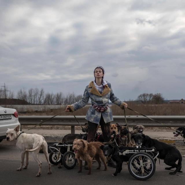 Стаття The Wall Street Journal опублікував фото дівчини, яка рятувала собак з інвалідністю з Ірпеня Ранкове місто. Донбас