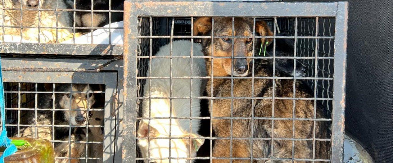 Стаття Из одесского приюта в Германию эвакуируют 29 собак Ранкове місто. Донбас