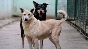 Стаття В Одессу привезли 20 тонн сухого корма для собак: его распределили между районами города и области Ранкове місто. Донбас