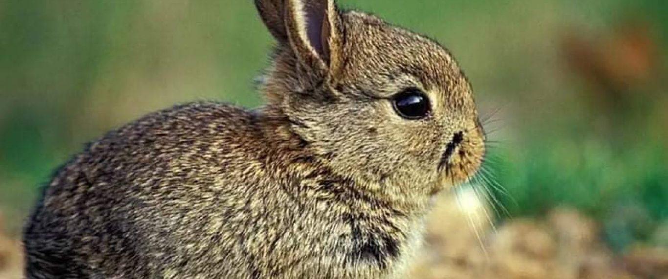 Стаття У нацпарку на Одещині підростають зайченята, які народилися на початку війни Ранкове місто. Донбас