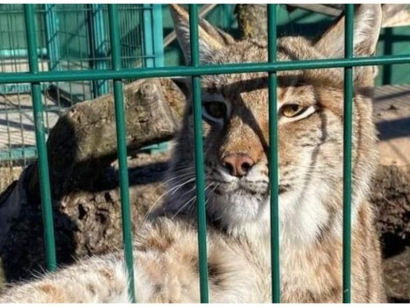 Стаття Тисяча тварин і птахів біопарку на Київщині можуть вмерти від голоду Ранкове місто. Донбас