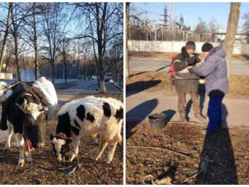 Стаття Хлопець тиждень йшов з ірпінського аду…з двома коровами Ранкове місто. Донбас