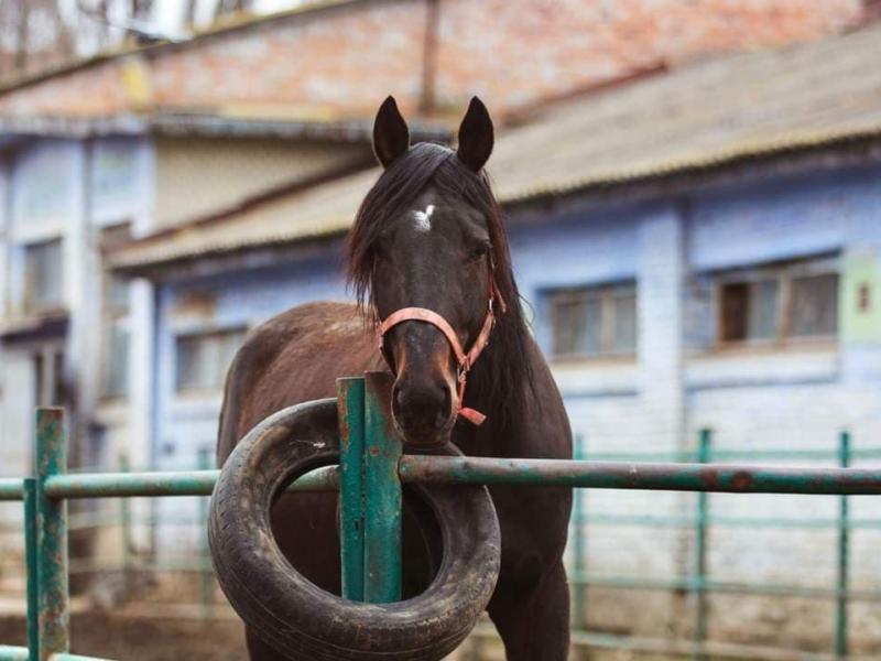 Стаття В Києві врятували від голоду 300 коней з іподрому Ранкове місто. Донбас