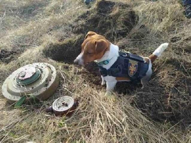 Стаття Везунчик Патрон: украинская собака-сапер стала звездой интернета Ранкове місто. Донбас