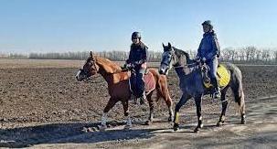 Стаття В Мариуполе волонтеры спасли из-под обстрелов лошадей и собирают помощь (фото) Ранкове місто. Донбас