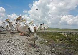 Стаття Несколько сотен пеликанов вернулись в дельту Днестра Ранкове місто. Донбас